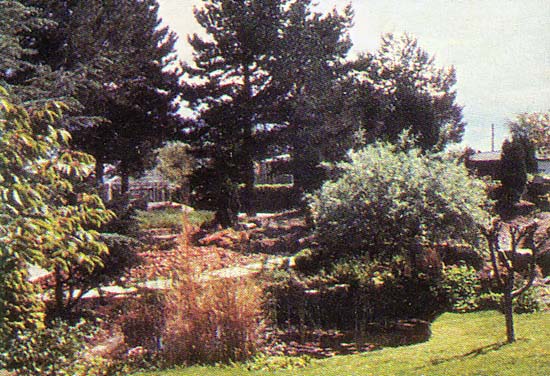 Trees and bushes on the campus grounds.